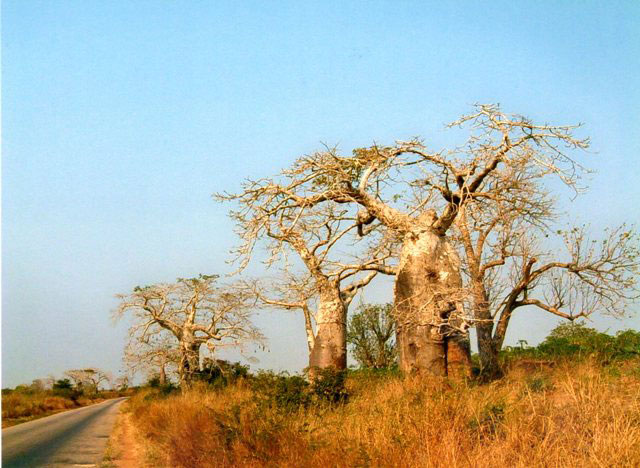  Affenbrotbäume in Angola, dem Land mit den gastfreundlichsten Menschen in Afrika.