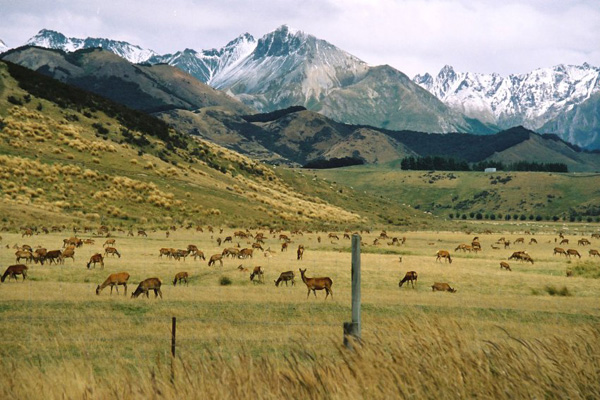 Grasende Hirsche vor den Suedalpen in Neuseeland