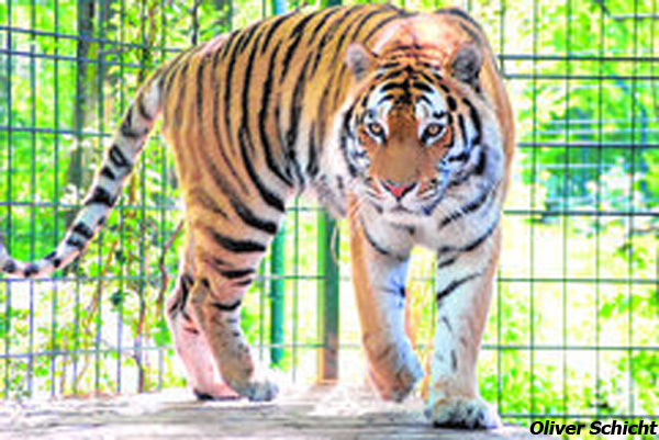 Laut wissenschaftlicher Expertise ist Taskan, der Vater der getöteten Tigerbabys, kein erbreiner Sibirischer Tiger