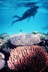 Korallenriff Taucher