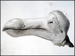 Der Dodoschädel