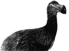 Vom Dodo lernen - Öko-Mythen um einen Symbolvogel des  Naturschutzes